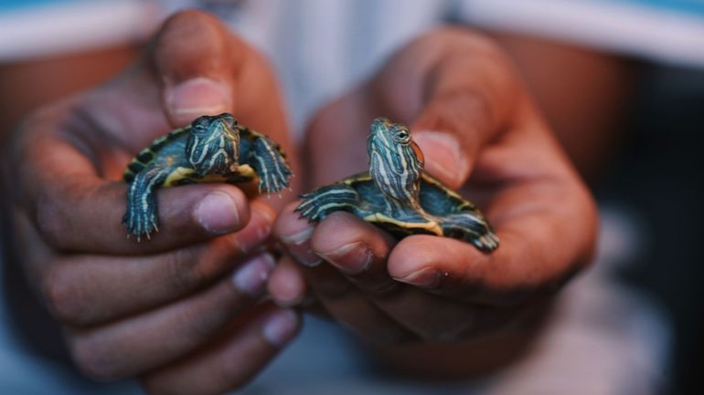Des centaines de tortues sauvées des griffes d'un 