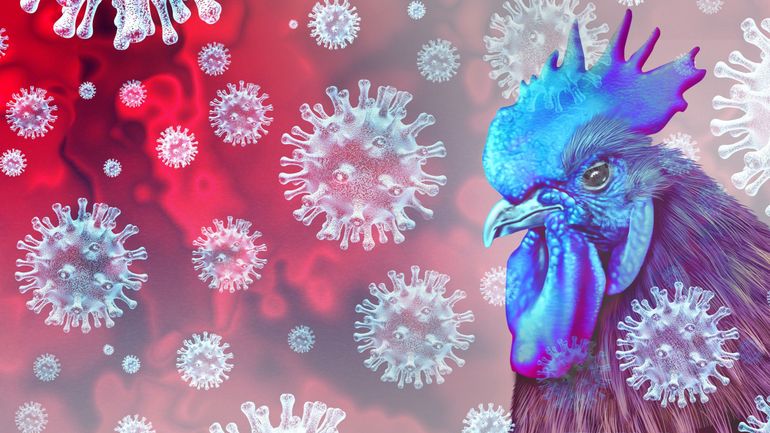 L'OMS surveille de près l'évolution de la grippe aviaire H5N1, voici pourquoi