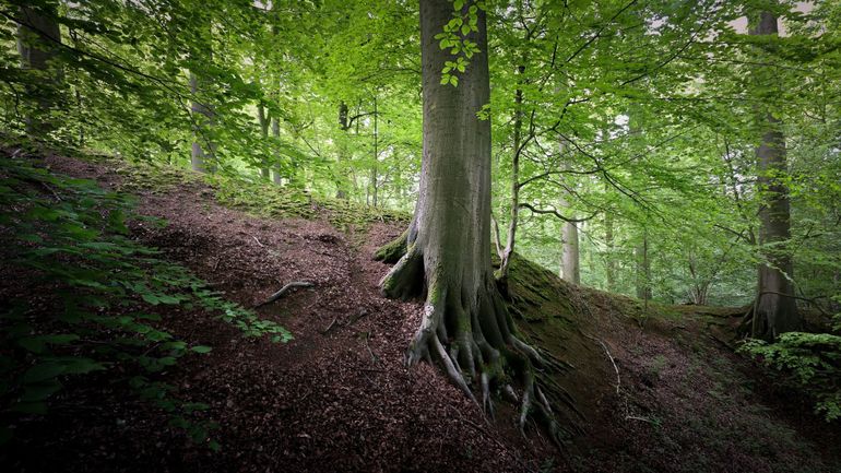 La gestion des forêts publiques a évolué en 20 ans, beaucoup de communes renouvellent leur plan d'aménagement forestier en 2024
