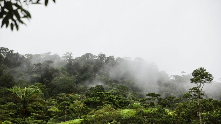 Amazonie : les vestiges d'une mystérieuse civilisation découverts dans la jungle grâce à la technologie laser