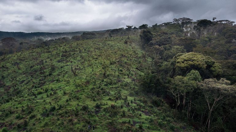 COP26 : le Congo va planter 40.000 hectares de forêts pour constituer des puits de carbone