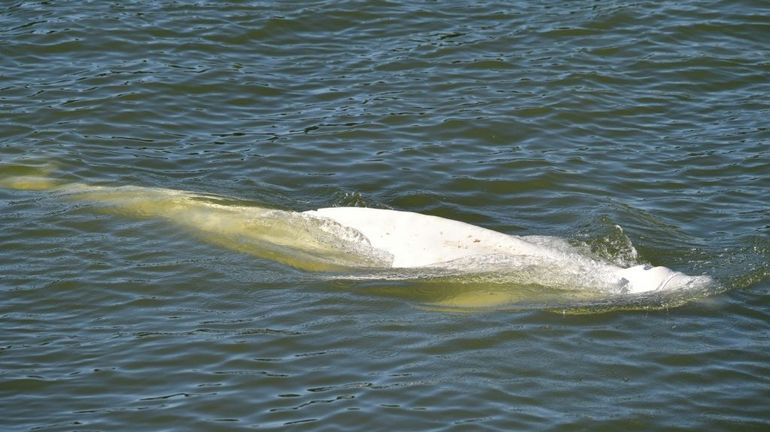 Le béluga dans la Seine continue de ne pas s'alimenter