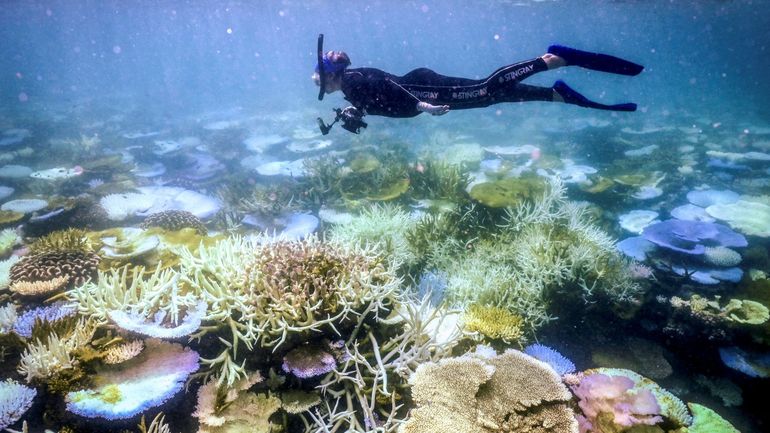 En Australie, la barrière de corail toujours plus menacée par la hausse des températures de l'eau