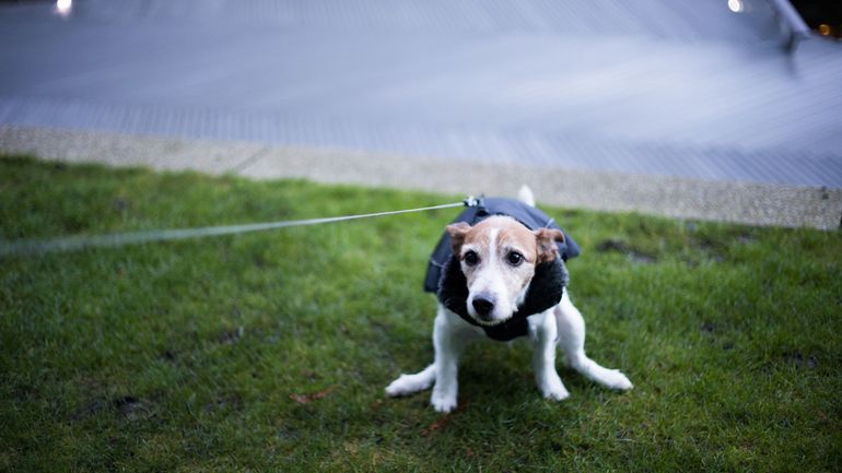 Les grandes concentrations d'excréments de chiens nuisent à la biodiversité d'après une étude de l'UGent