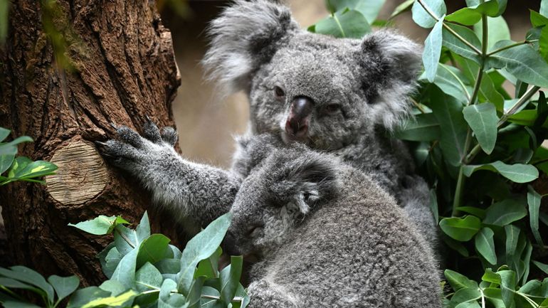L'Australie multiplie les zones refuges pour sauver les koalas
