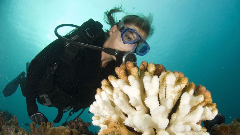 Les récifs de la planète subissent pour la deuxième fois en dix ans un nouvel épisode massif de blanchissement des coraux