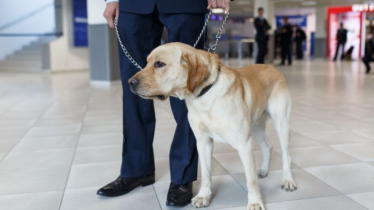 Guerre en Ukraine : près d'Anvers, on entraîne des chiens détecteurs d'explosifs pour l'Ukraine