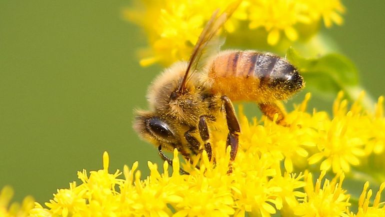 La loque européenne: la nouvelle poisse pour les abeilles et les apiculteurs en Belgique