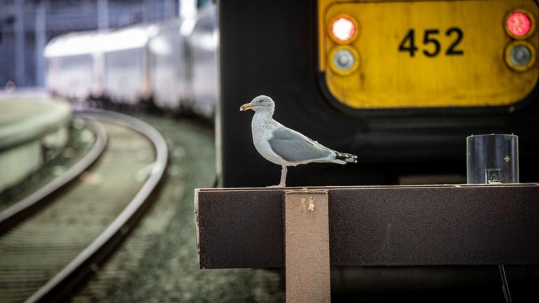 Moins de trains P, mais plus de trains vers la côte : quelle logique sur le rail sous la chaleur ?