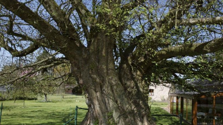Et si vous aviez, sans le savoir, un arbre "remarquable", dans votre jardin?