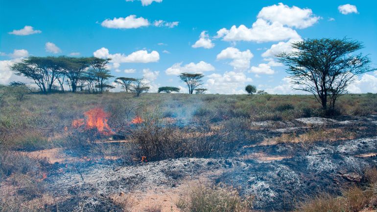 L’Afrique est le continent le plus menacé pour la mortalité due aux feux de végétation