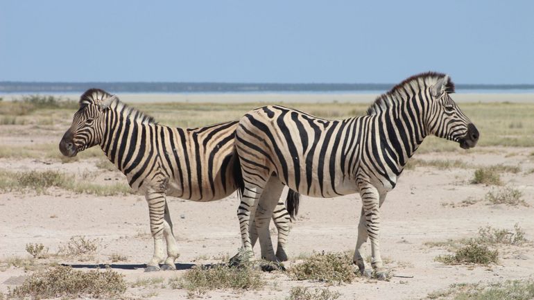 Plus de 700 animaux sauvages à abattre en Namibie pour lutter contre la faim : "Un précédent très inquiétant"