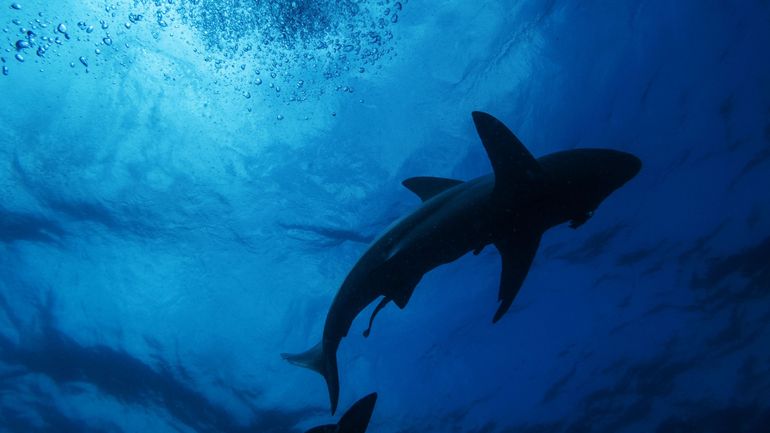 Un requin tigre attaque une femme sur une île australienne