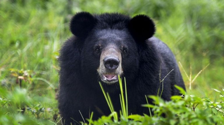 Vietnam : saisie record de 350 bouteilles de bile d'ours