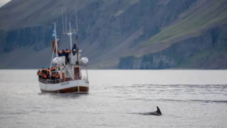 L'Islande compte cesser la chasse à la baleine à partir de 2024