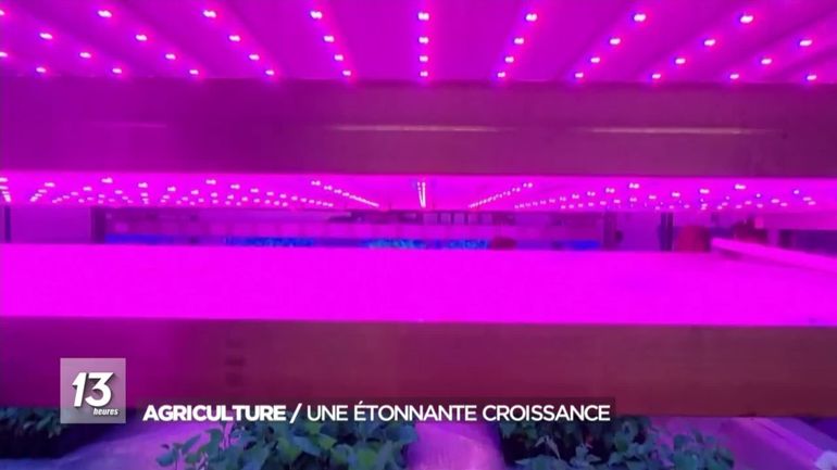 Les atouts d'une Ferme verticale en Écosse