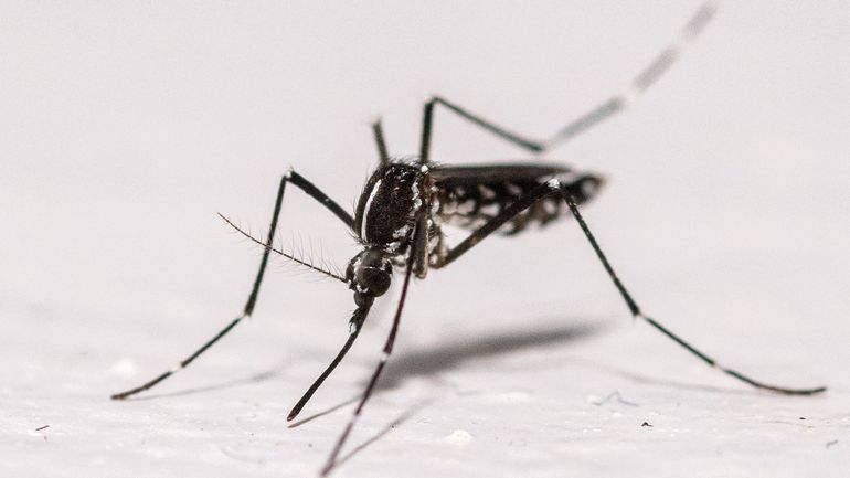 Sciensano confirme la présence de moustiques tigres dans sept communes belges
