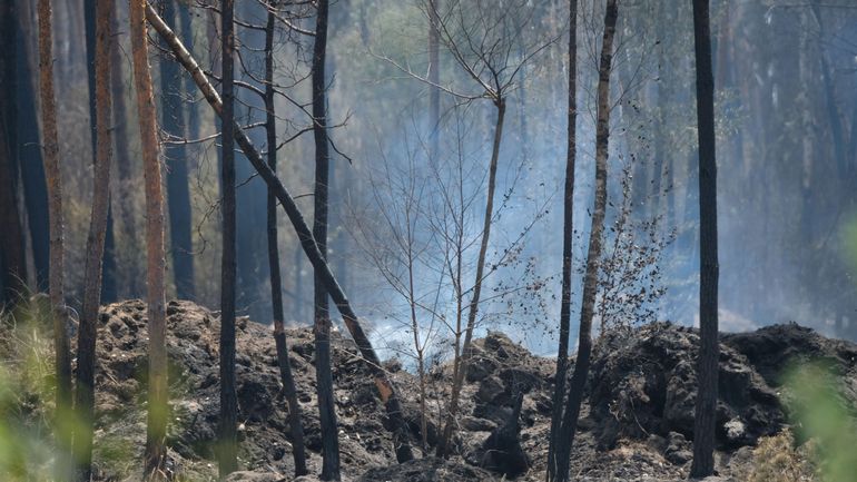 Allemagne : aucun répit en vue pour les feux de forêt, 350 pompiers mobilisés