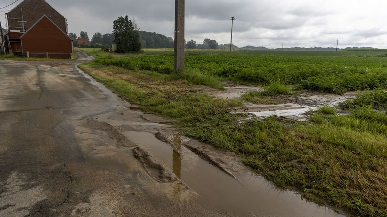 La Fédération wallonne de l'agriculture déplore des récoltes de céréales, betteraves et pommes de terre 