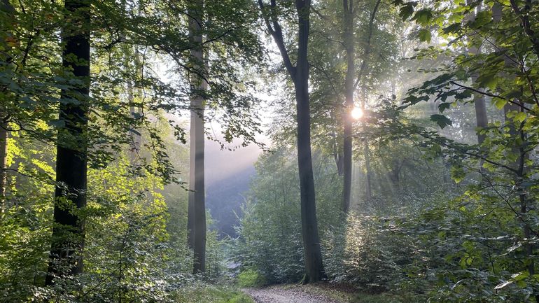 Promenade au bois de Lauzelle : l'UCLouvain obtient le label PEFC pour la gestion durable de sa forêt