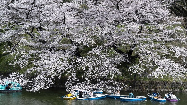 Japon : la floraison des cerisiers à Tokyo marque le retour du printemps