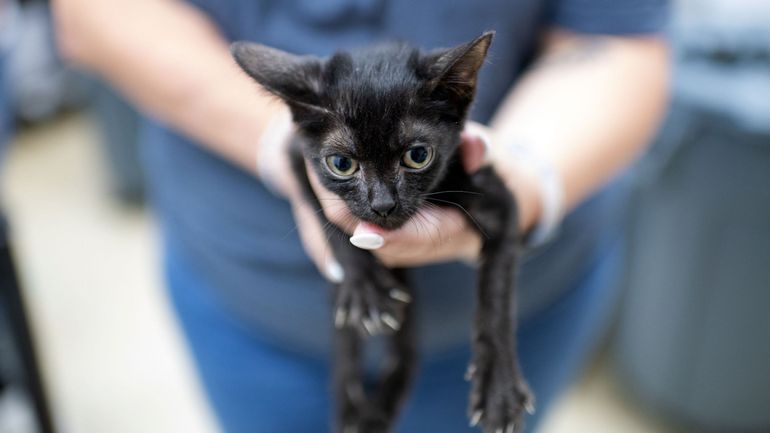 Chat, chien ou poisson rouge : la Wallonie va revoir le permis de détention pour acquérir un animal de compagnie