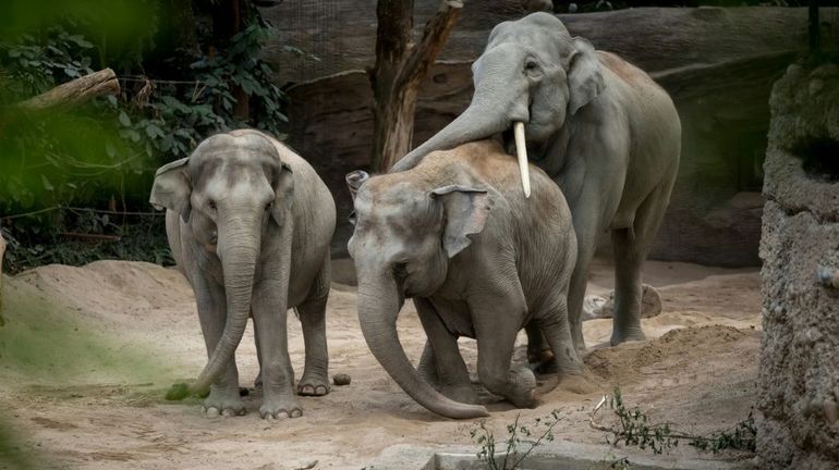 Au zoo de Zürich, un redoutable virus remplit le cimetière des éléphants