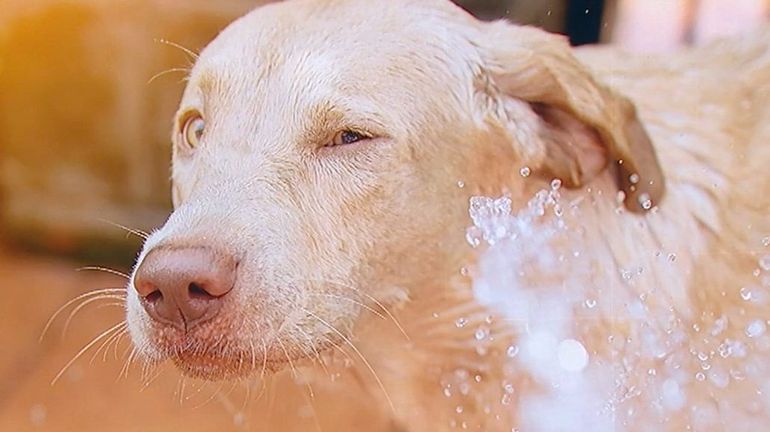 Jeter de l'eau glacée sur son chien pour épater les réseaux sociaux : un nouveau 