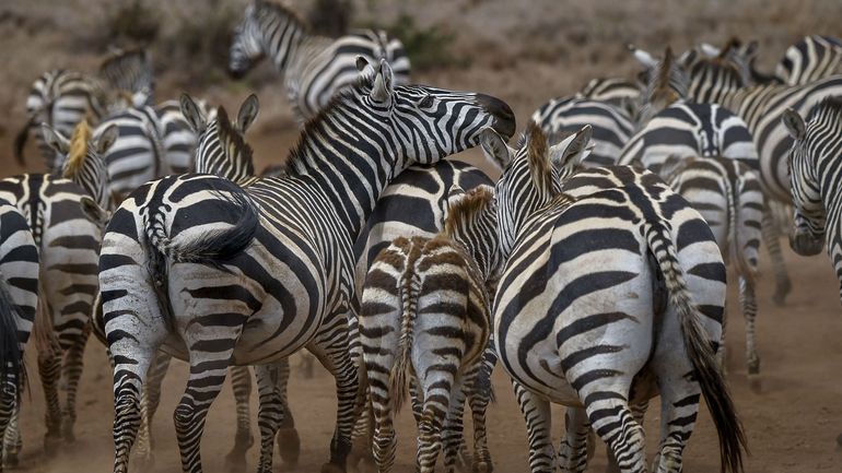Elephants, girafes, zèbres : le Kenya mène le premier recensement national de sa faune sauvage