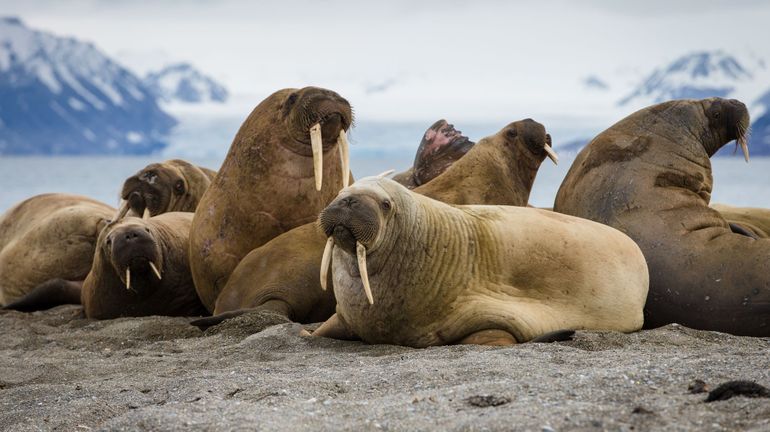 Sciences participatives : compter les morses de l'Arctique en télétravail