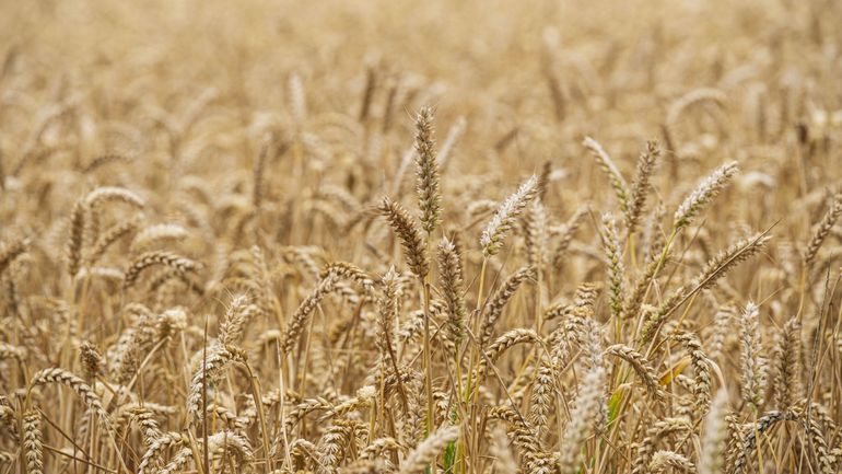 Guerre en Ukraine : nouveaux records des cours du maïs et du blé sur le marché européen