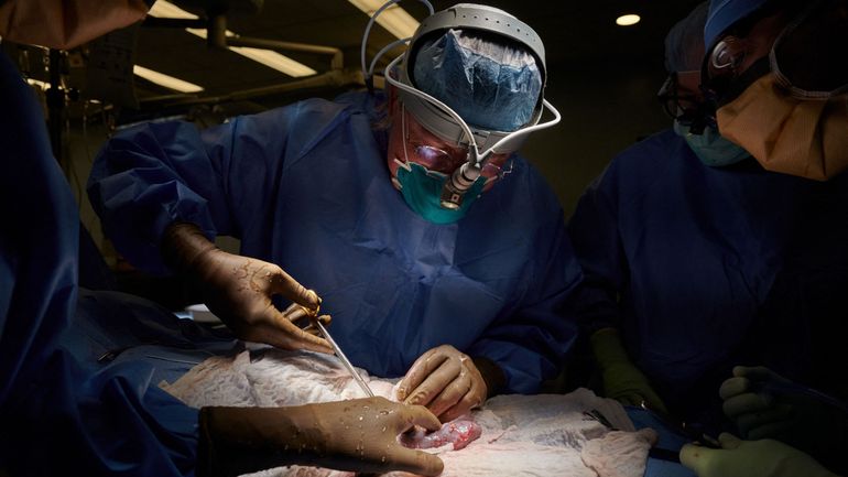 Transplantation d'un rein de porc sur un être humain : une première mondiale source d'espoir