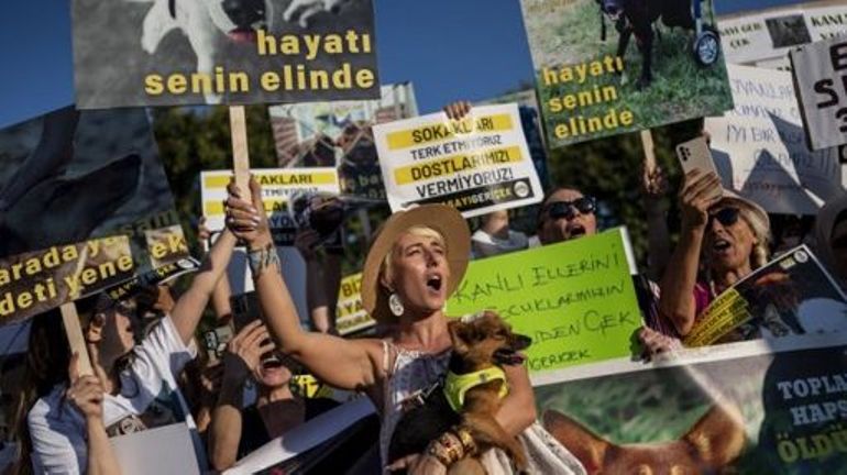 Turquie : l'Assemblée adopte un article controversé sur l'euthanasie de chiens errants