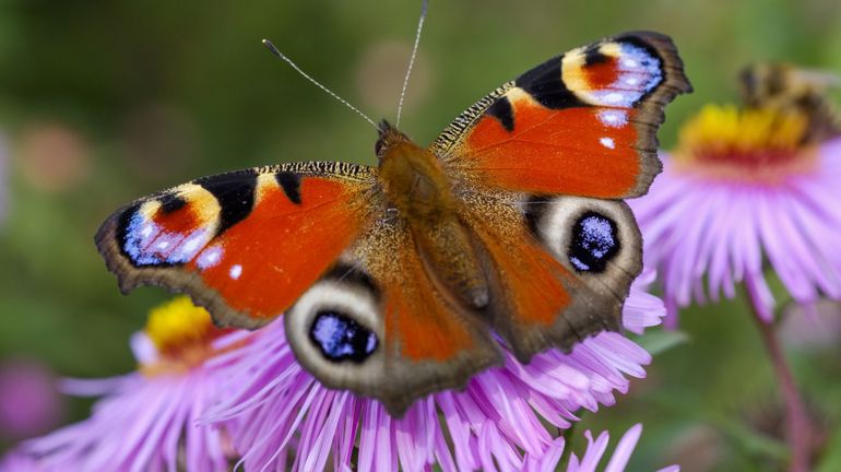 Recensement des papillons : quelles sont les espèces qui vivent actuellement en Belgique ?