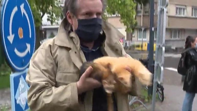 Le furet, un tueur de rats très convoité par certaines communes : 