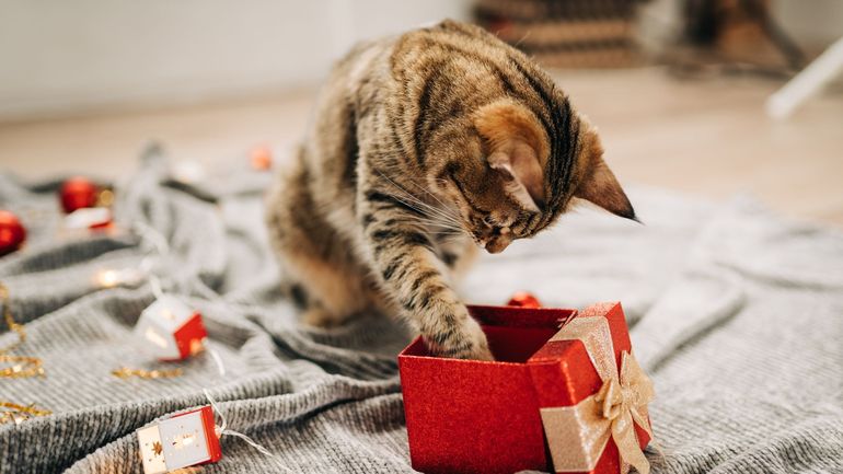 Noël : 10 cadeaux pour faire plaisir à son chat