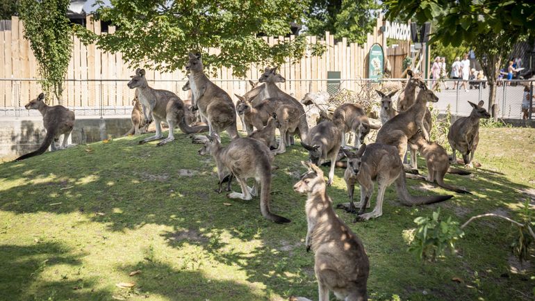 Les kangourous sont-ils des sangliers australiens ? Un même fléau à l'autre bout du globe