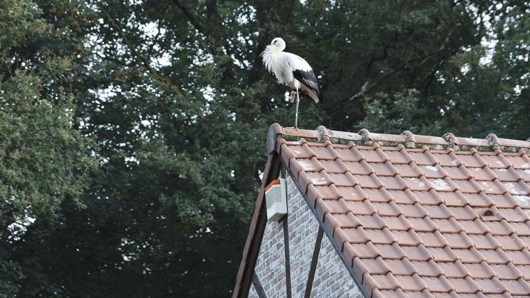Les cigognes traversent désormais la Wallonie