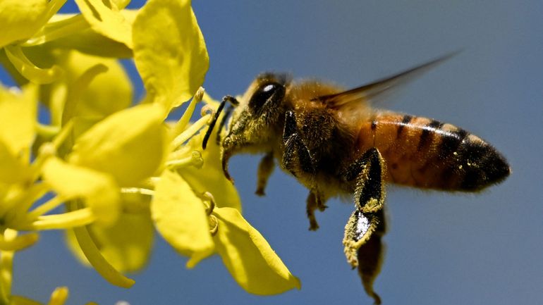 Le seuil des 10.000 apiculteurs dépassé en Belgique
