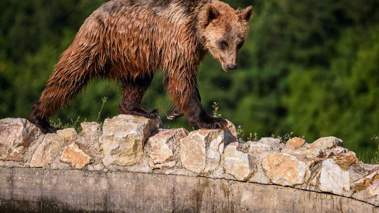 France : un chasseur tue une ourse qui venait de le mordre