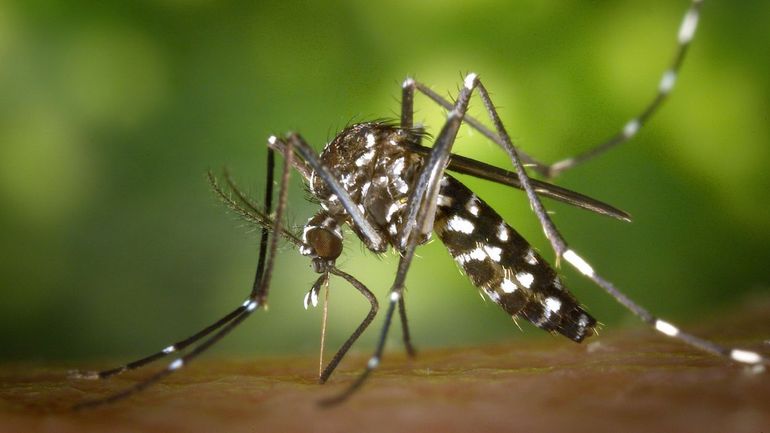 Des scientifiques à Ath pour débusquer les moustiques tigres dans les jardins