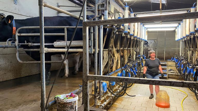 Chaleur et sécheresse : pourquoi les vaches produisent-elles moins de lait ?