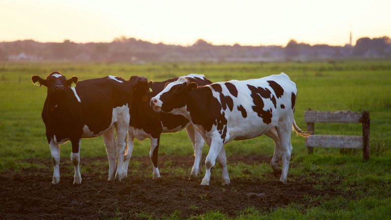 Les éleveurs peuvent souffler : le Parlement européen exempte les élevages bovins des règles sur les pollutions industrielles
