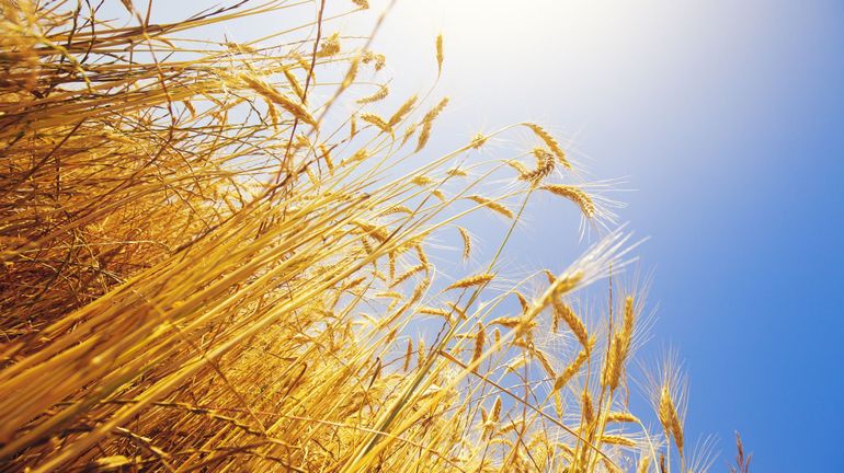 Du blé pour tout le monde : comment la sécheresse met en question la sécurité alimentaire de l'Inde& et du reste du monde