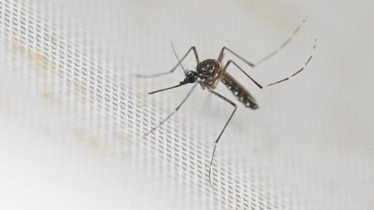 France : un premier cas autochtone de chikungunya détecté en Ile-de-France