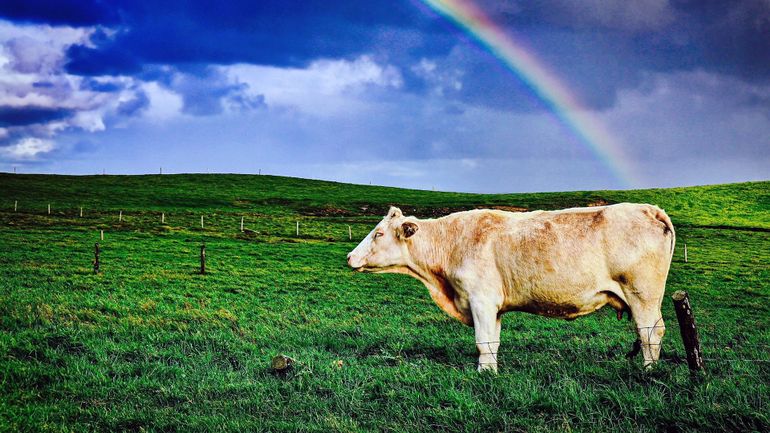 Réduire le nombre de vaches à lait pour contraster le réchauffement climatique: bonne idée ou pas ?