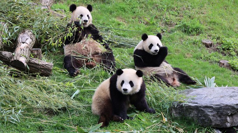 Les pandas de Pairi Daïza fêtent leur deuxième anniversaire et se préparent à dire au revoir à leur maman