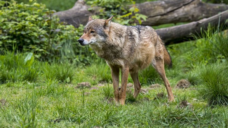 Un cadavre de loup en Loire-Atlantique, une première depuis un siècle