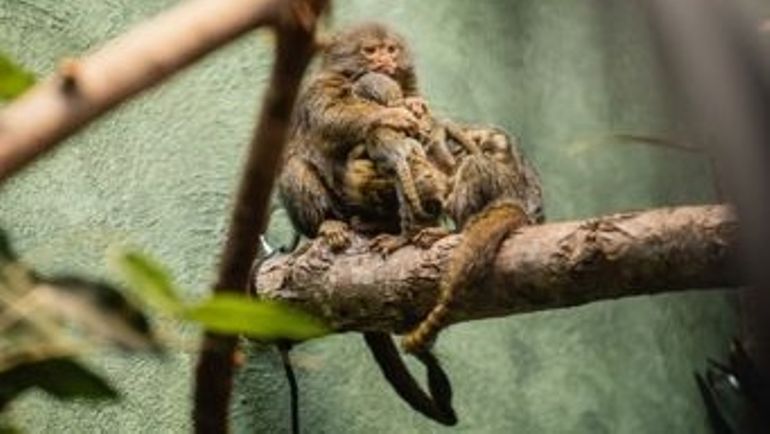 Le Zoo d'Anvers a vu naître deux bébés ouistitis pygmées