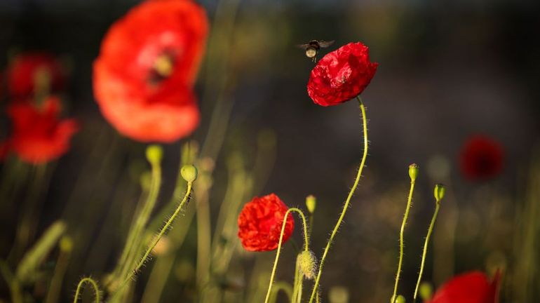 De plus en plus d'espèces d'insectes pollinisateurs sont menacées en Belgique